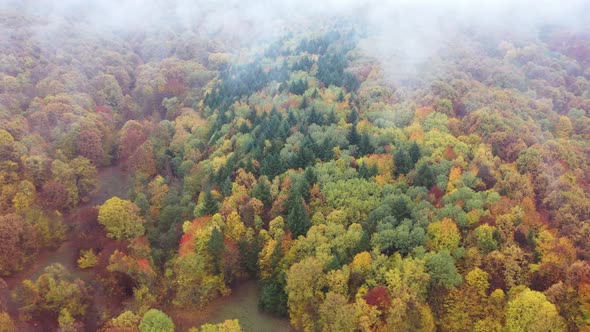 Autumn Forest  Aerial Views