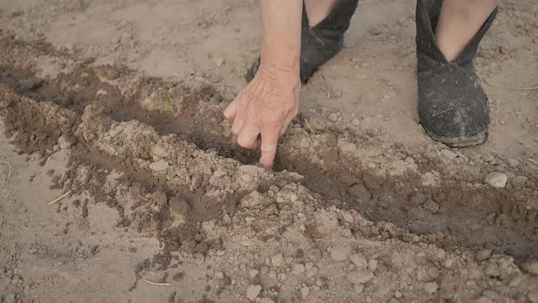 Manual Planting of Cucumber Seeds Into the Ground