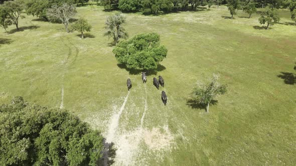 Aerial footage of a cattle of angry bulls running in a green field