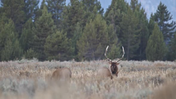 Bull Elk digging up grass with its antlers during Fall rutting season