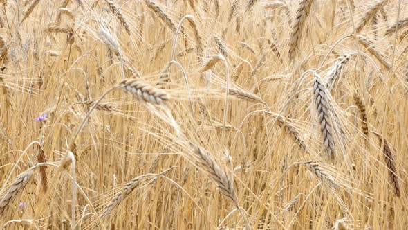 Golden crops of wheat  shallow DOF natural food under sun 2160p 30fps UltraHD footage - Riticum genu