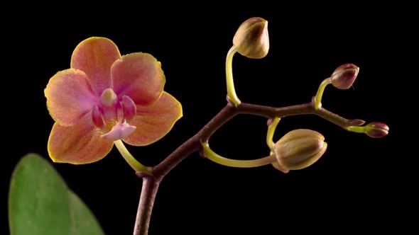 Blooming Peach Orchid Phalaenopsis Flower