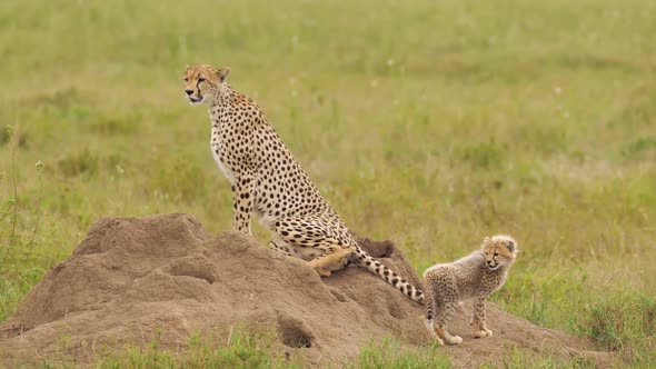 Adorable Baby Cheetah with Newborn Fur Under Protection From Parent
