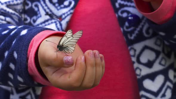 Butterfly Sitting on the Child Palm