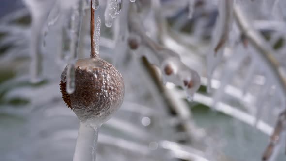 Twigs, branches, buds and seedballs are covered in ice creating following a spring ice storm.