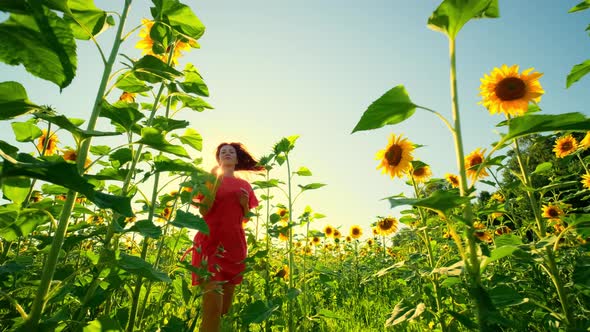 Woman in a Red Dress Runs on a Field of Sunflowers