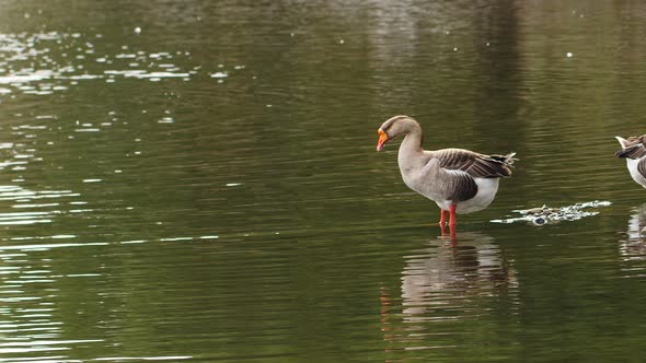 Greylag Goose In Nature 4