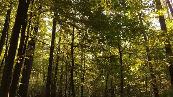 Autumn Forest Landscape with Trees By Day