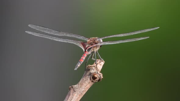 Dragonfly in tree waiting for pry.