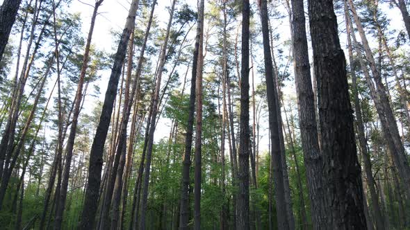 Summer Forest with Pine Trees Slow Motion