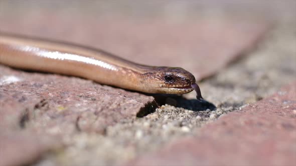 Brown snake portrait close up