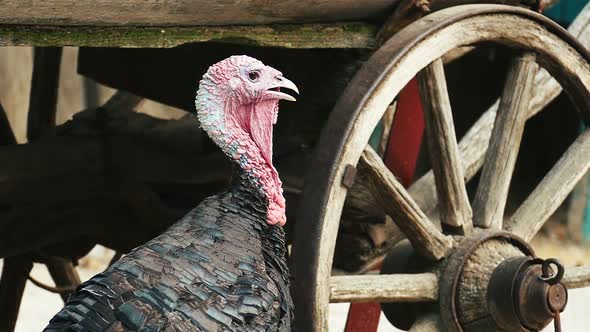 Slow motion of a turkey close up.