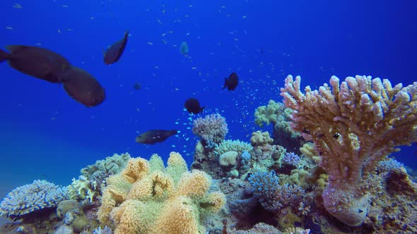 Underwater Sea Coral