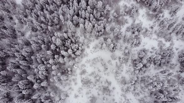 Aerial Forest view