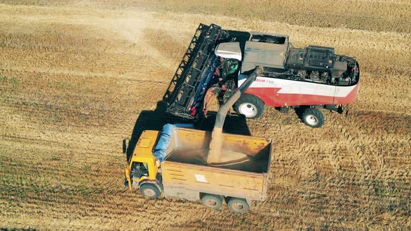 Reaped Crops Are Pouring From a Combine Into a Truck