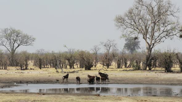 beautiful sable antelope Africa safari wildlife photography