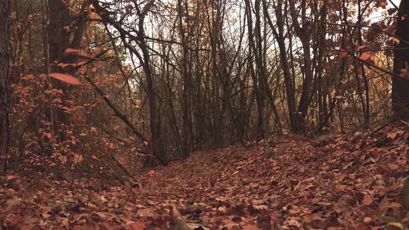 Mysterious Autumn Forest 2