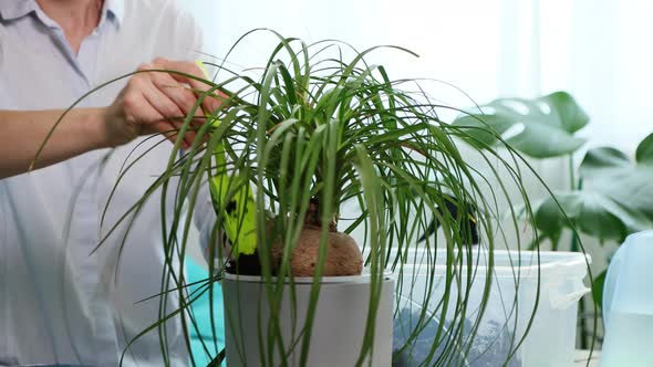 Young Woman Transplants Domestic Flower Into New Pot at Home