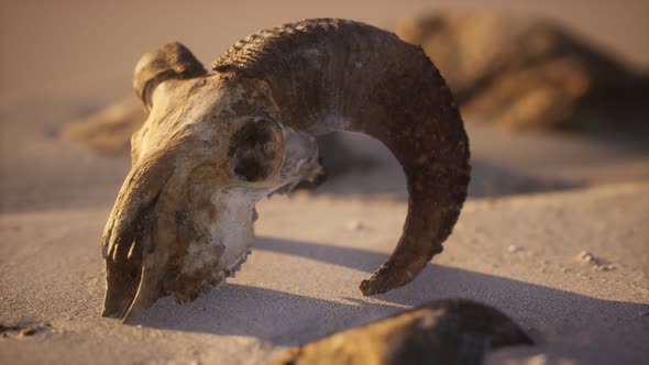 Skull with Ram Horns on the Beach