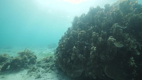 Underwater View of Healthy Coral Reef with Tropical Fishes Swimming Near Corals