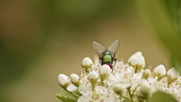 Common Green Bottle Fly Sipping Nectar From A Viburnum Flower With Defocused Background. - Closeup