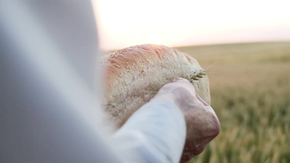 Wrinkled Male Hands Hold a Loaf of Bread with Wheatear at Camera on Field