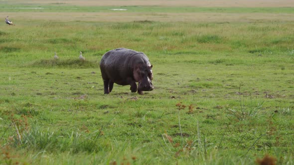 Big African Hippopotamus Grazing Grass In Grassland