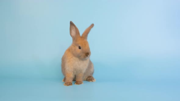 Little adorable brown bunny rabbit look around by up and down head to different direction