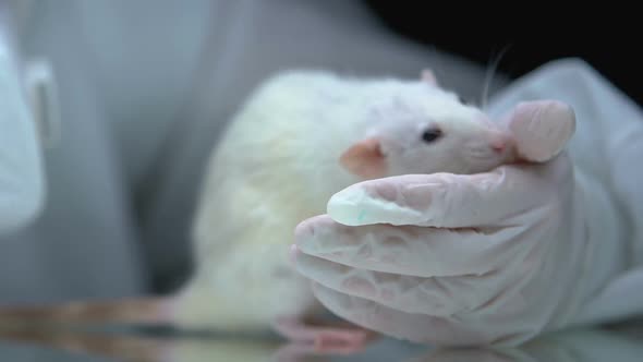 Rat Sniffing Researcher Hand in Protective Glove, Veterinarian Examining Animal