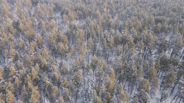 Aerial view of a snow-covered ancient pine forest.