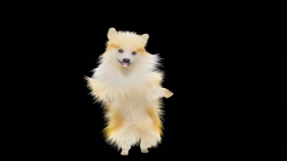 Dog Dancing 4K