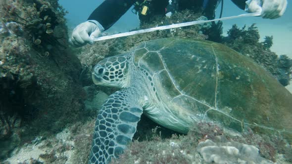 A marine researcher performs scientific tasks on a sea turtle while underwater scuba diving