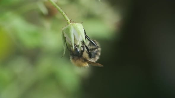 Hairy english bumblebee feeding on a flower and flying away slow motion