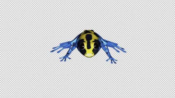 Jumping Frog - II - Poison Dart - Yellow Black Blue - Front View alt