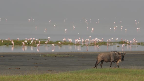 Wildebeest in the Ngorongoro crater Tanzania with flamingos in the background