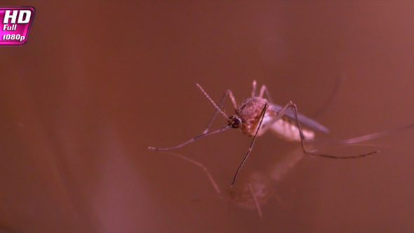 Play Of Light On The Body Of A Mosquito