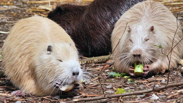 two white swamp beaver (Myocastor coypus) eat vegetables. the mammal has an itchy fur.