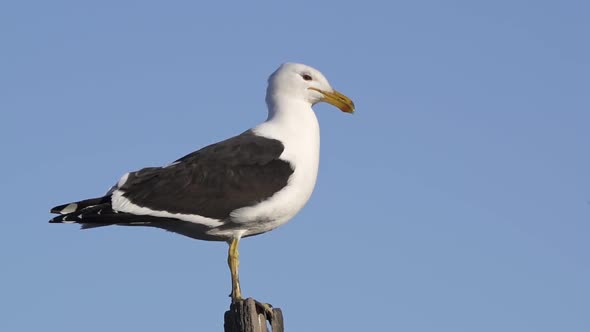 Kelp gull stands still with blue sky in background, close side view