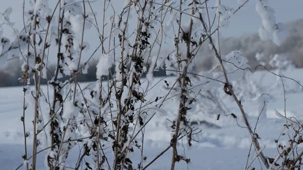 Tilt Up Shot with Steadycam  Plants  Covered With Snow in Field