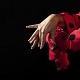 The Flamenco - AudioJungle Item for Sale