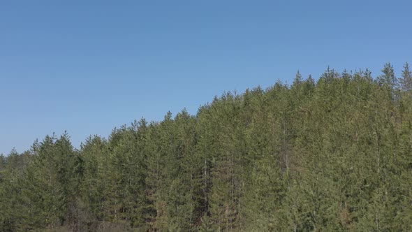 Blue sky above European silver fir Abies alba trees 4K aerial video