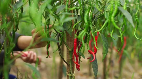 Chili on tree