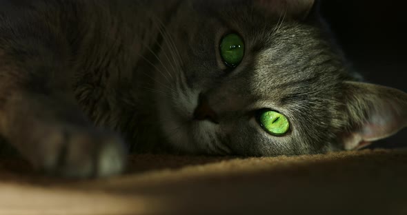 Close Portrait Shot of a Cat Lying in the Dark with a Stripe of Light on Its Face