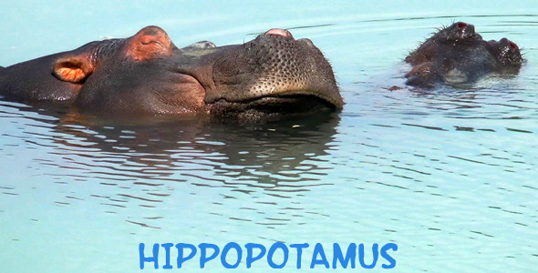 Hippopotamus 1