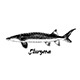 Hand Drawn Sketch of Sturgeon Fish - GraphicRiver Item for Sale