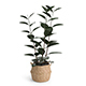 Rubber Plant in EisEyen Basket - 3DOcean Item for Sale