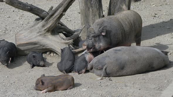 Close up of cute Black Pig Family resting with adult and piglets outdoors in sunlight - Sweet Newbor