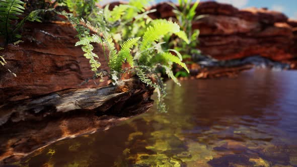 Tropical Golden Pond with Rocks and Green Plants