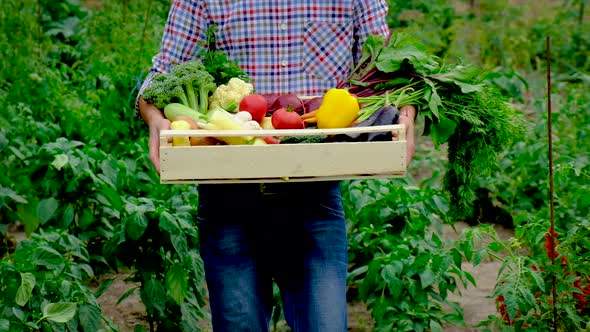 Harvest Vegetables in the Garden in the Hands of a Male Farmer