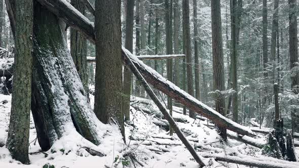 Passing Fallen Logs In Snowy Winter Forest